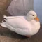 あひるの園庭