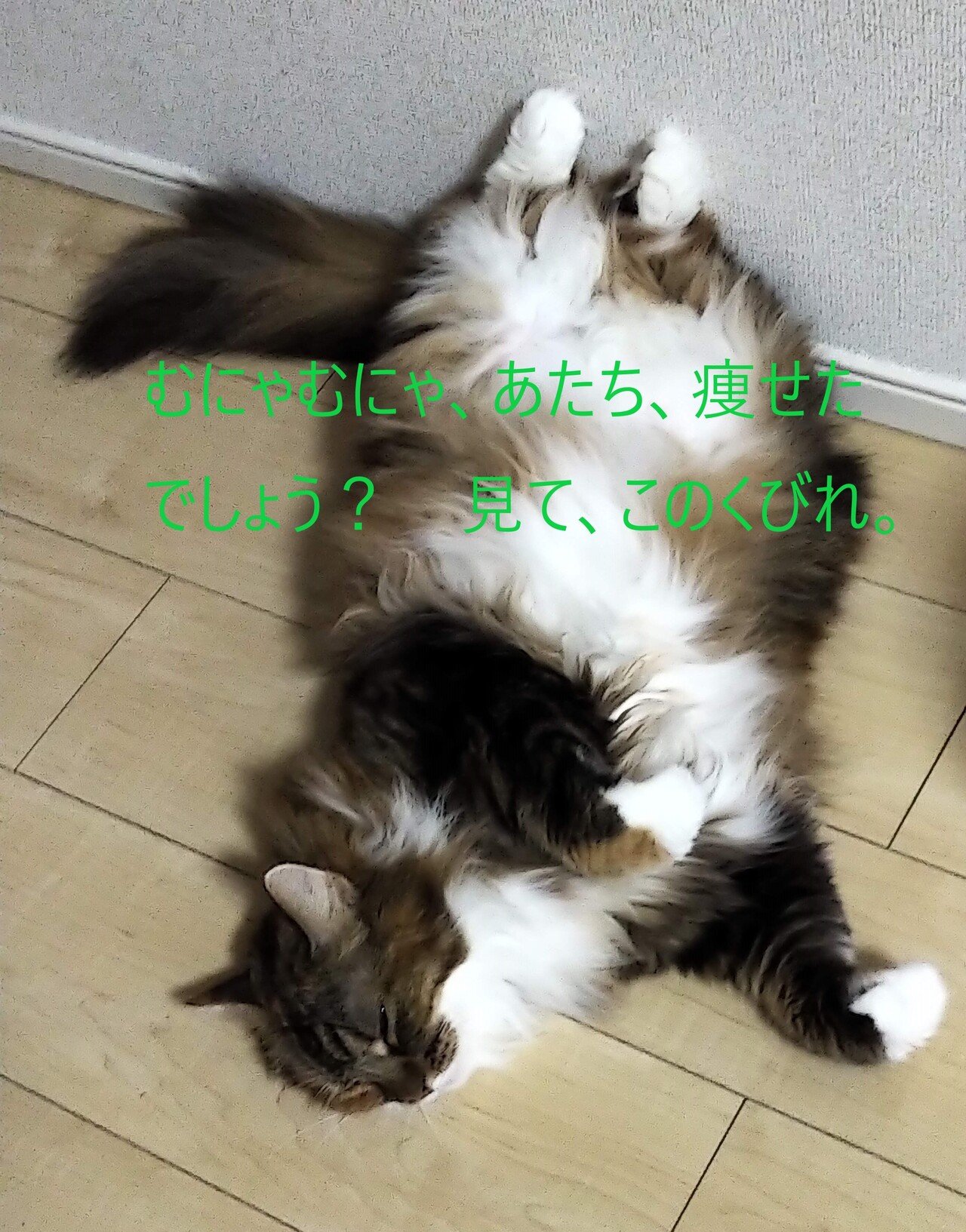 太った猫