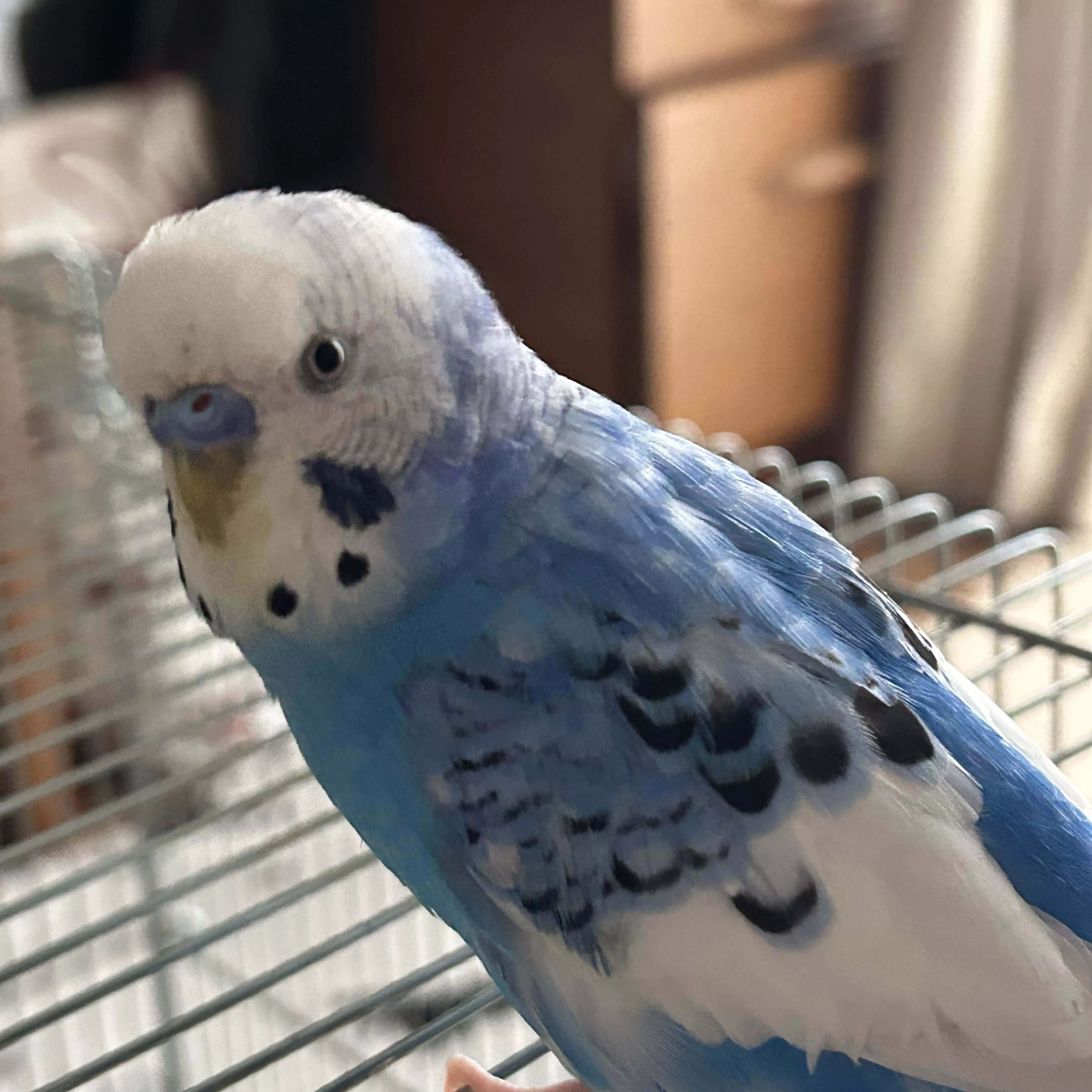 kimi