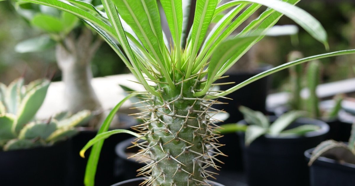 最終値下げ！アガベ　吉祥天　大株　即戦力　今月末消します。 最終値下げ！アガベ 吉祥天 大株 即戦力 今月末消します。