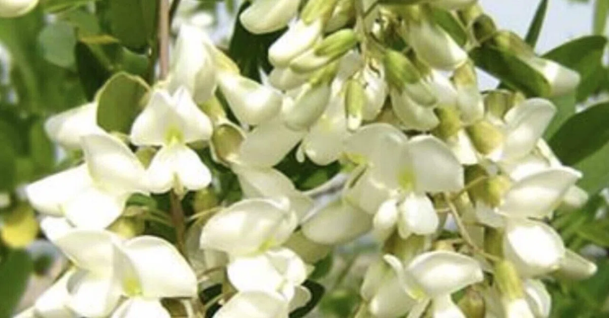 木目の艶と味わい＊ 天然銘木くり抜き【花器】エンジュ 槐(延寿)縁起物