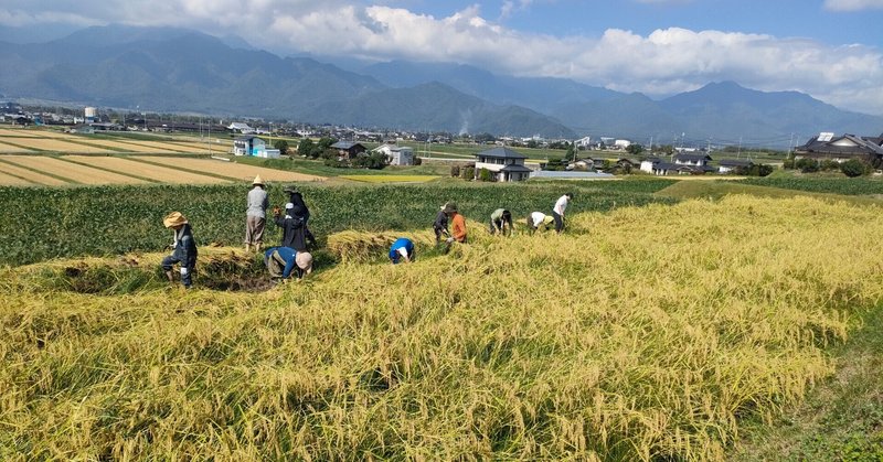 田んぼの会稲刈り