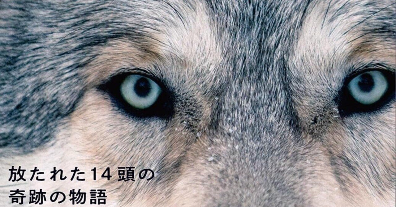 イエローストーンのオオカミ リック・マッキンタイア｜ハンス