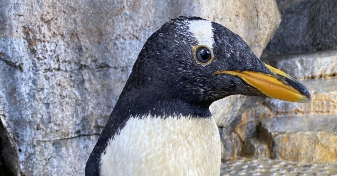ご長寿ペンギン｜仙台うみの杜水族館