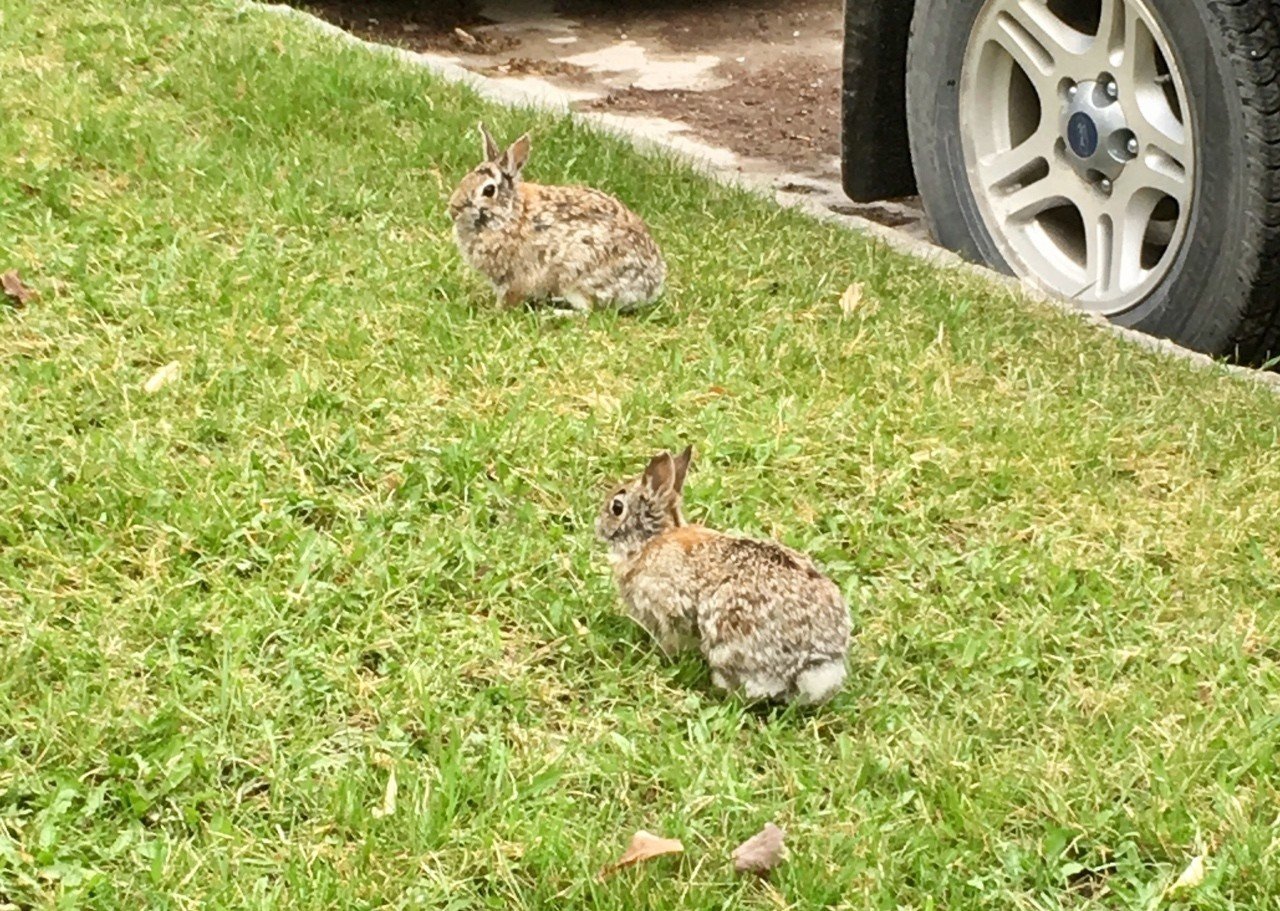 カナダのこんな所が好き Mai Note