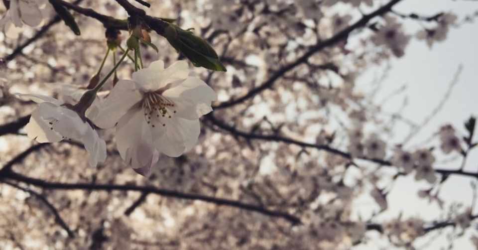 強化書 スポーニング期に周りと差をつけるバスのバイオリズムを利用したワームのカラー選択術 You太郎 Note