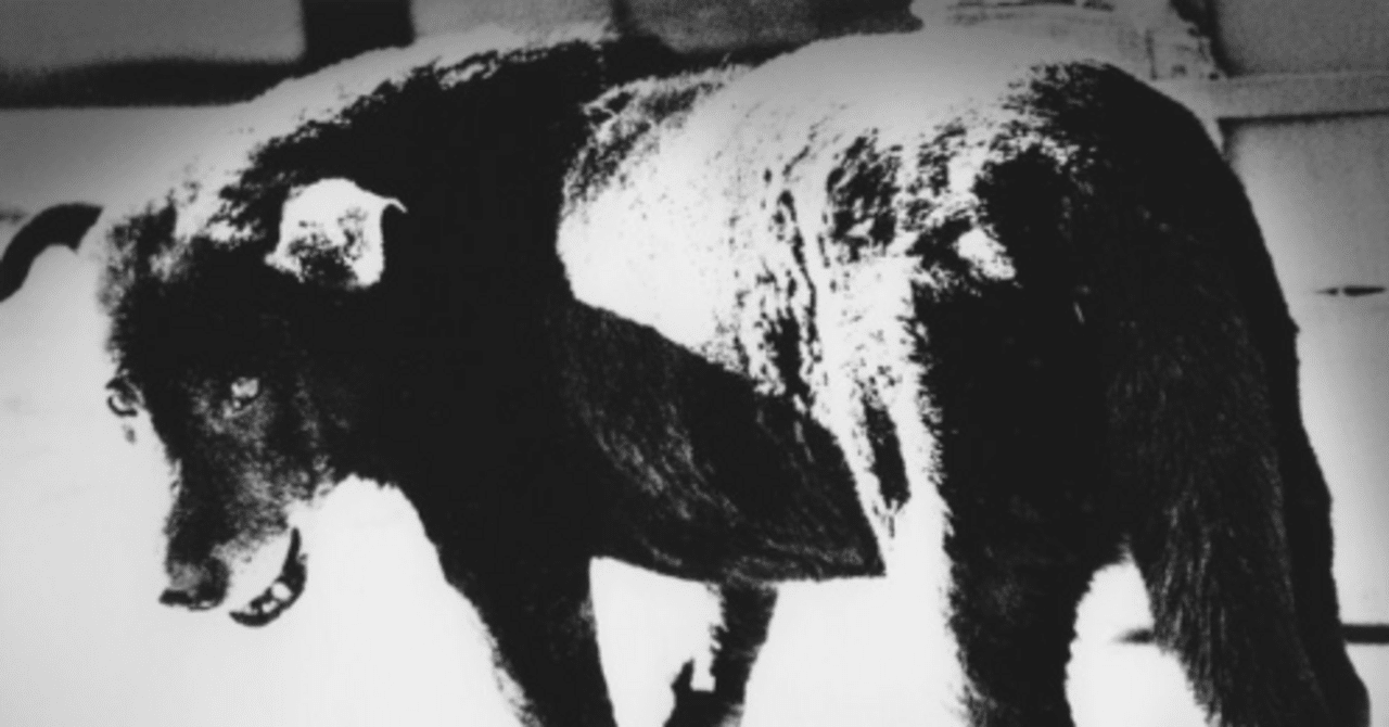 ニューヨーク美術館】つぶらな瞳の三沢の犬｜Ishimura-san