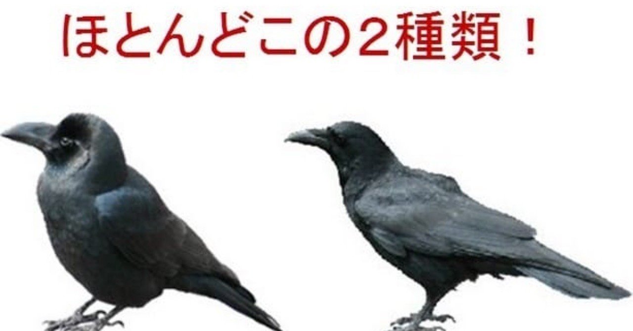 第216回 ハシブトガラス Vs ハシボソガラス 共に6回目 翆野 大地 Note 第216回 ハシブトガラス Vs ハシボソガラス 共に6回目 翆野 大地 Note