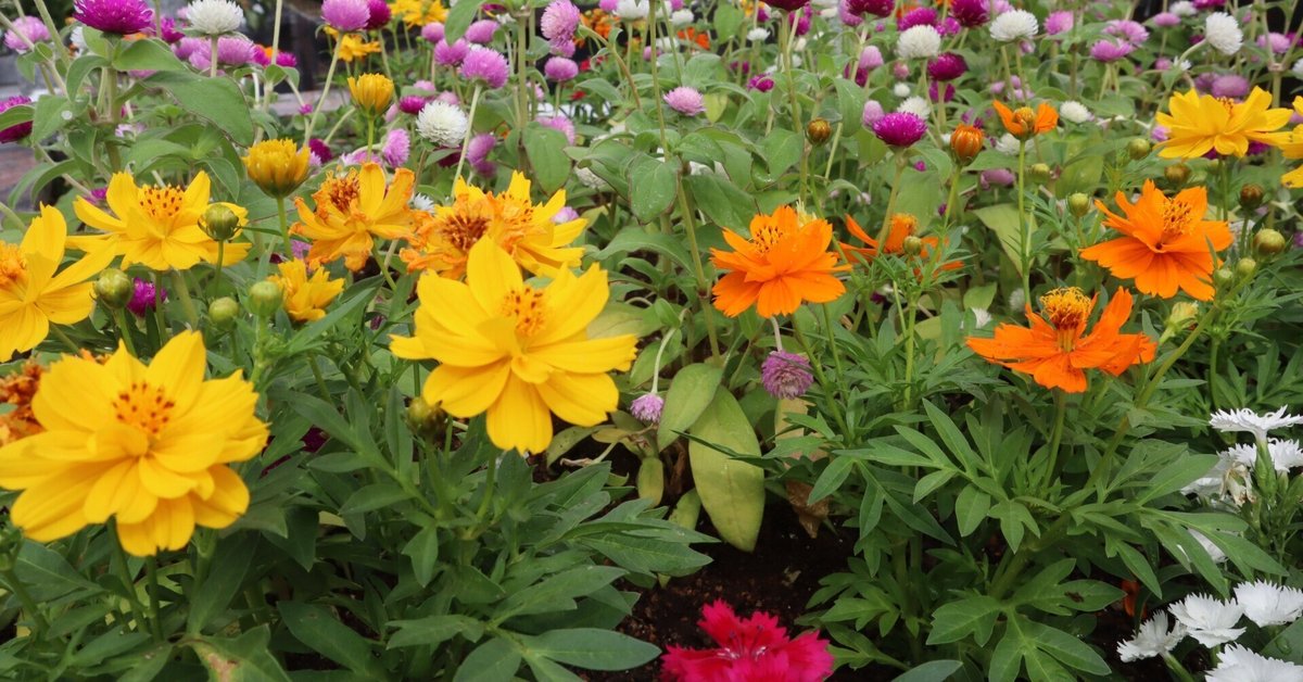 秋を感じるコスモスの花🌼｜サニープレイス福寿園（ふくじゅえん）
