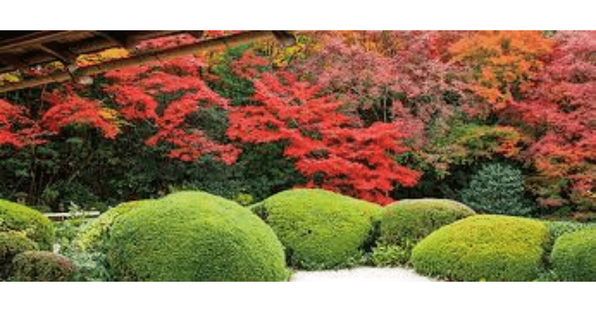 September 22, 2023: Autumn Leaves, Warming （紅葉、温暖化