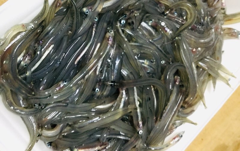 白魚で食べたことがない釜揚げしらす丼を再現してみた Whale Note