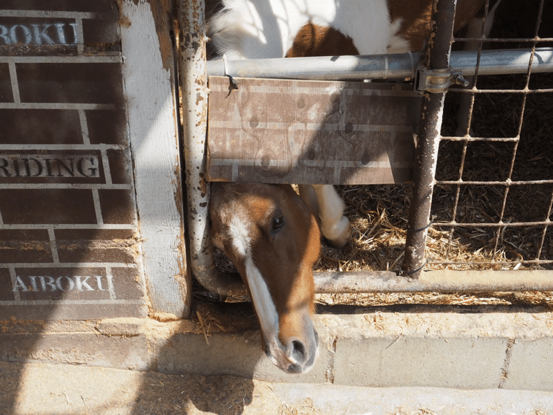 名古屋から1番近い牧場「愛知牧場」|ききゆ