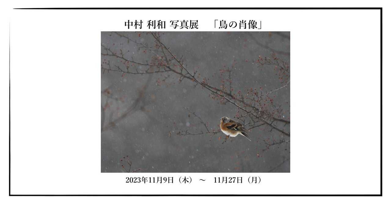 中村 利和 写真展「鳥の肖像」｜OM SYSTEM
