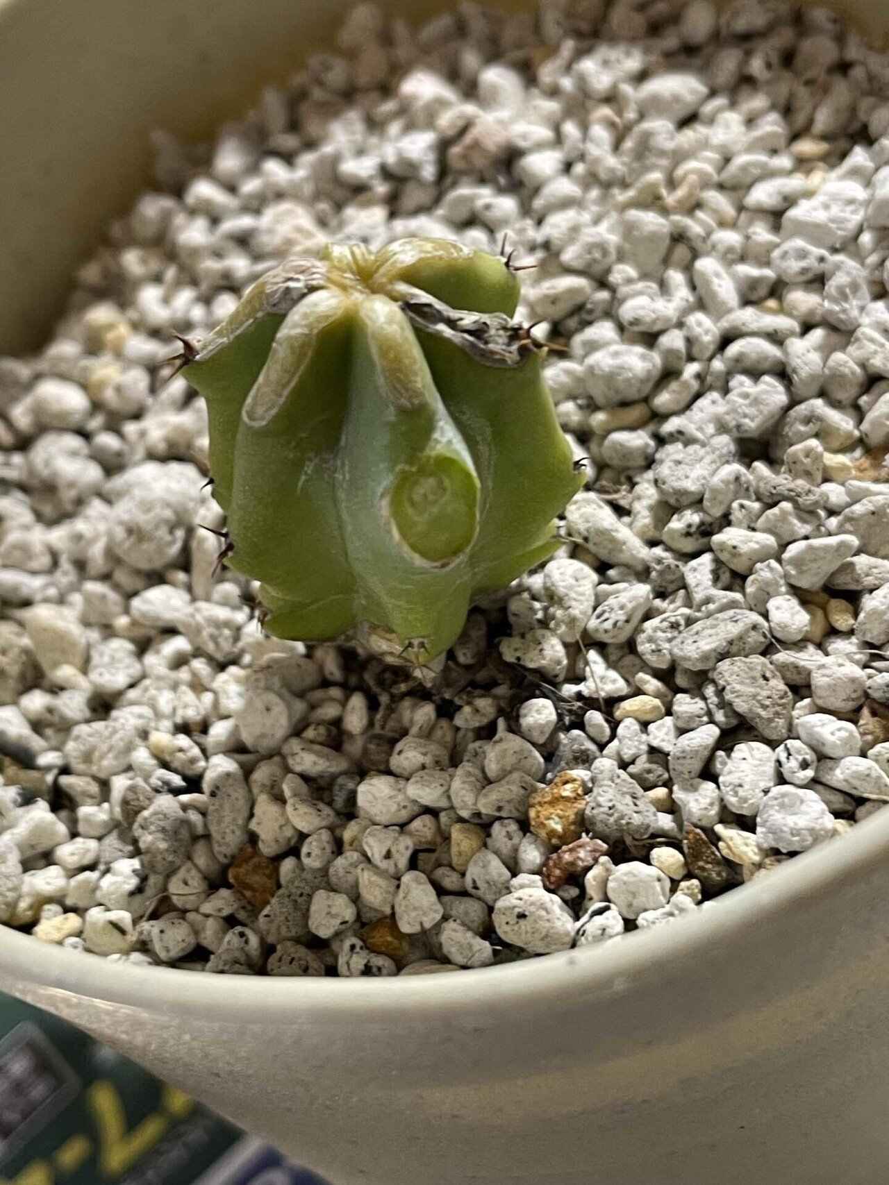 お願い、繋がって緋牡丹ちゃん！｜はんだあゆみ