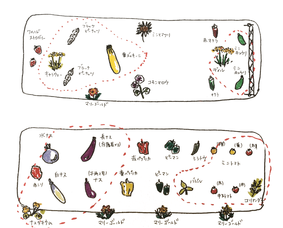 畑の夏野菜プラン マチノニワ イラストレーター Note 畑の夏野菜プラン マチノニワ イラストレーター Note
