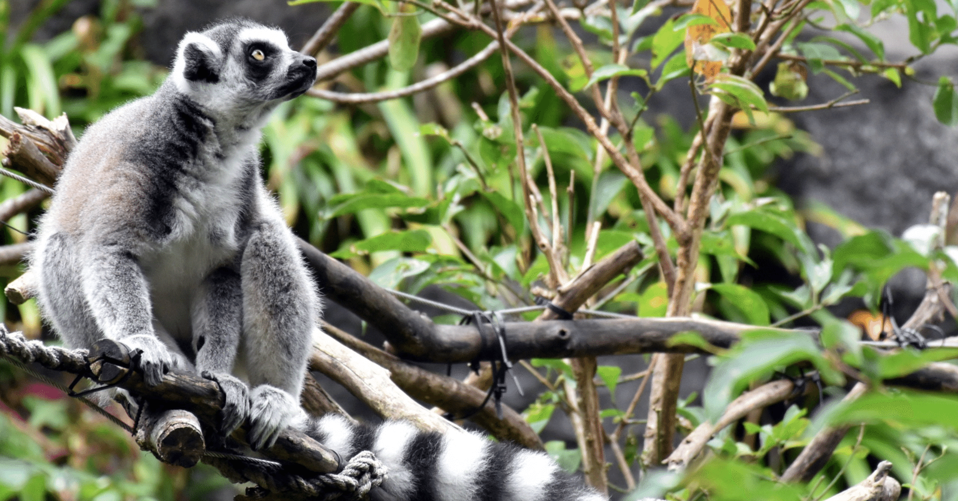 The Lost Universe 古代の巨大霊長類②巨大キツネザル｜美原さつき