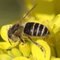 尼崎で二ホンミツバチを育てる会