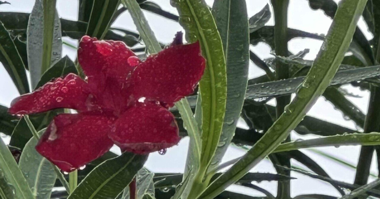 毒花 OLEANDER - RED｜EGGSEED