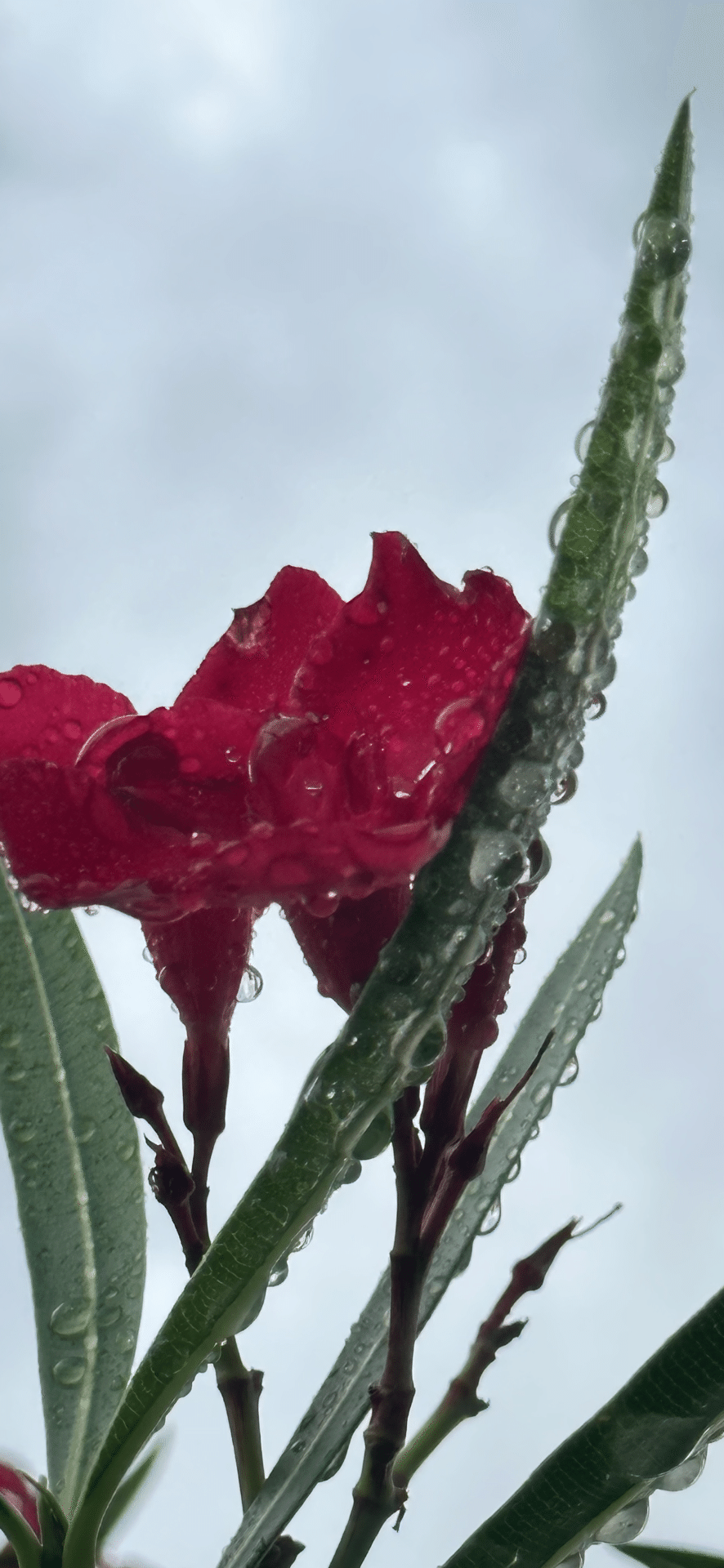 毒花 OLEANDER - RED|EGGSEED