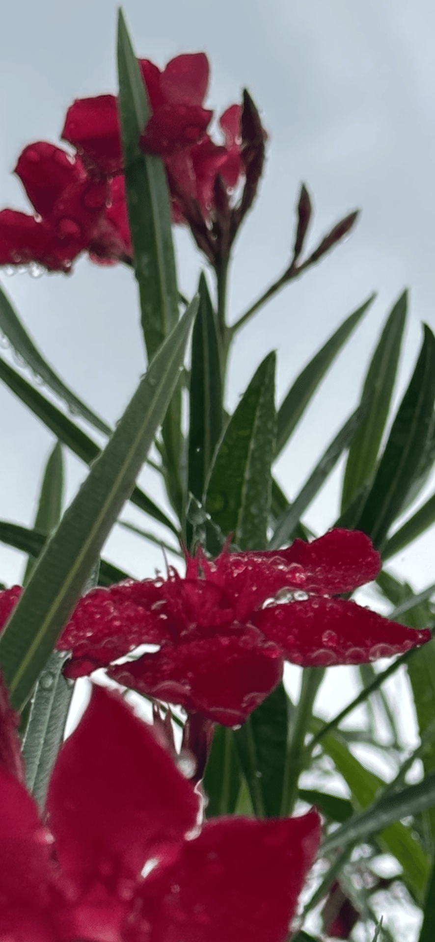 毒花 OLEANDER - RED｜EGGSEED