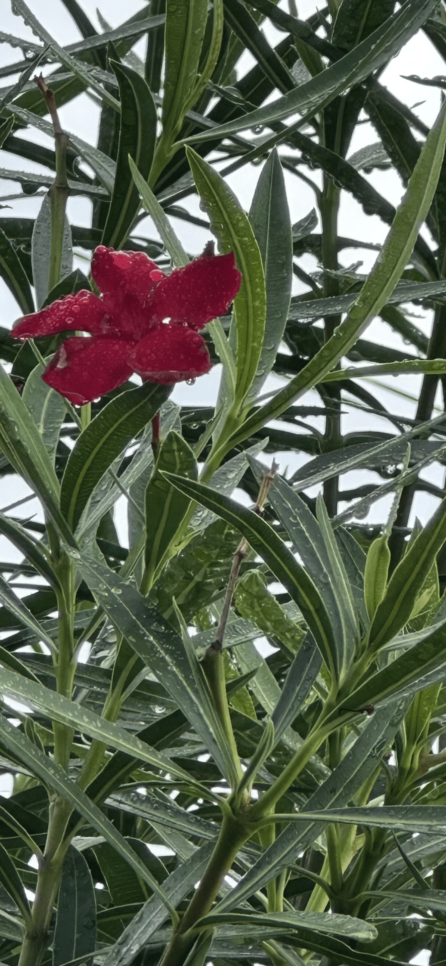 毒花 OLEANDER - RED｜EGGSEED