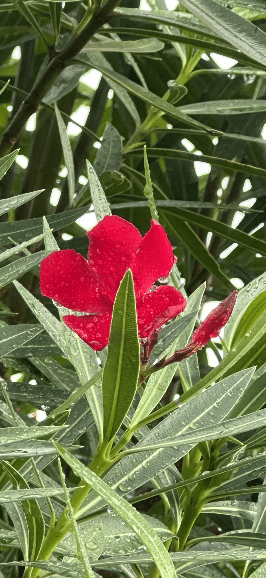 毒花 OLEANDER - RED|EGGSEED