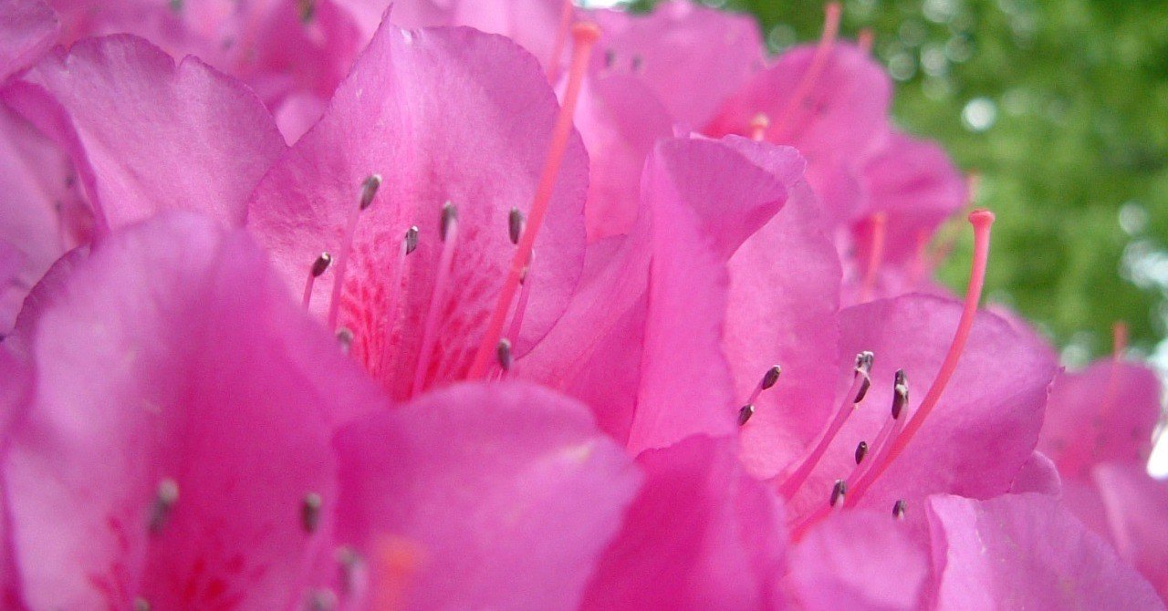 あんときのデジカメ 羊がその葉を食べると 躑躅 して死ぬツツジ With Fujifilm Finepix F401 氏家 法雄 Ujike Norio Note