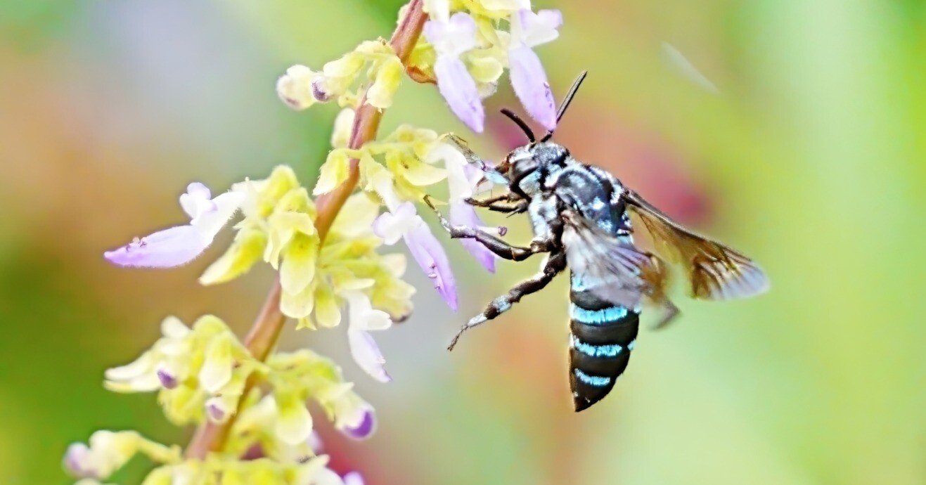 幸せの青い蜂(ブルービー)を探しにⅠ｜Miya