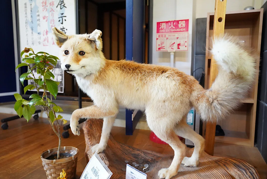 新潟・津川のゆうべの幻想的な風物詩。「つがわ狐の嫁入り行列」とは