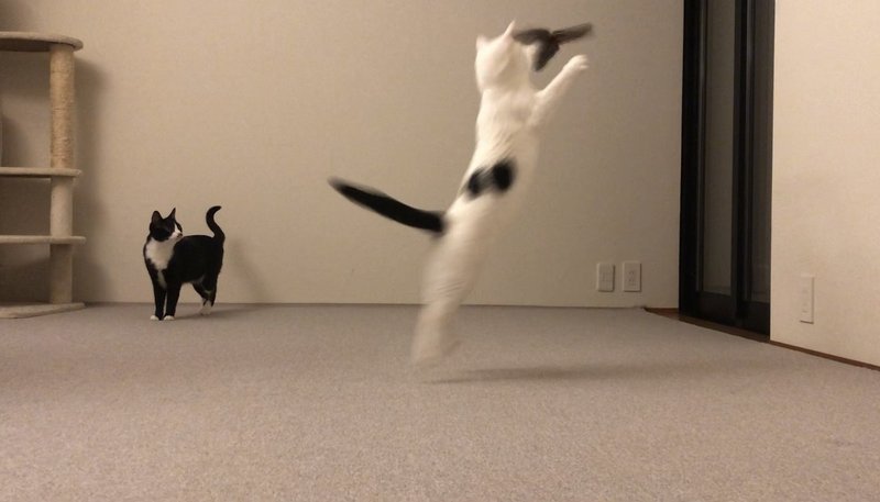 猫たちが目の色を変えて走る走る 長月コージ 長月books Note