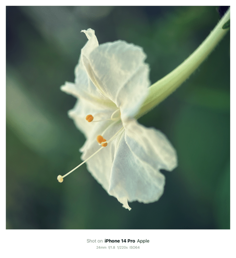 #そのへんの3cm vol.2148 iPhoneでマクロ連載#オシロイバナ なぜか写真映えしない花（撮影技術の問題）。で、花だと思ってたのは色が付いたガクだった。#ナデシコ目オシロイバナ科 