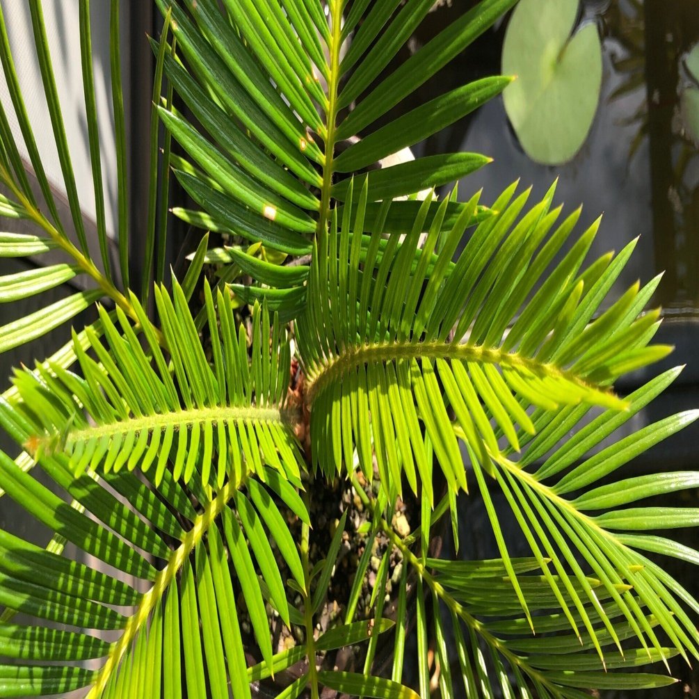 蘇轍葉　ソテツ葉 ソテツ 蘇轍 65cm