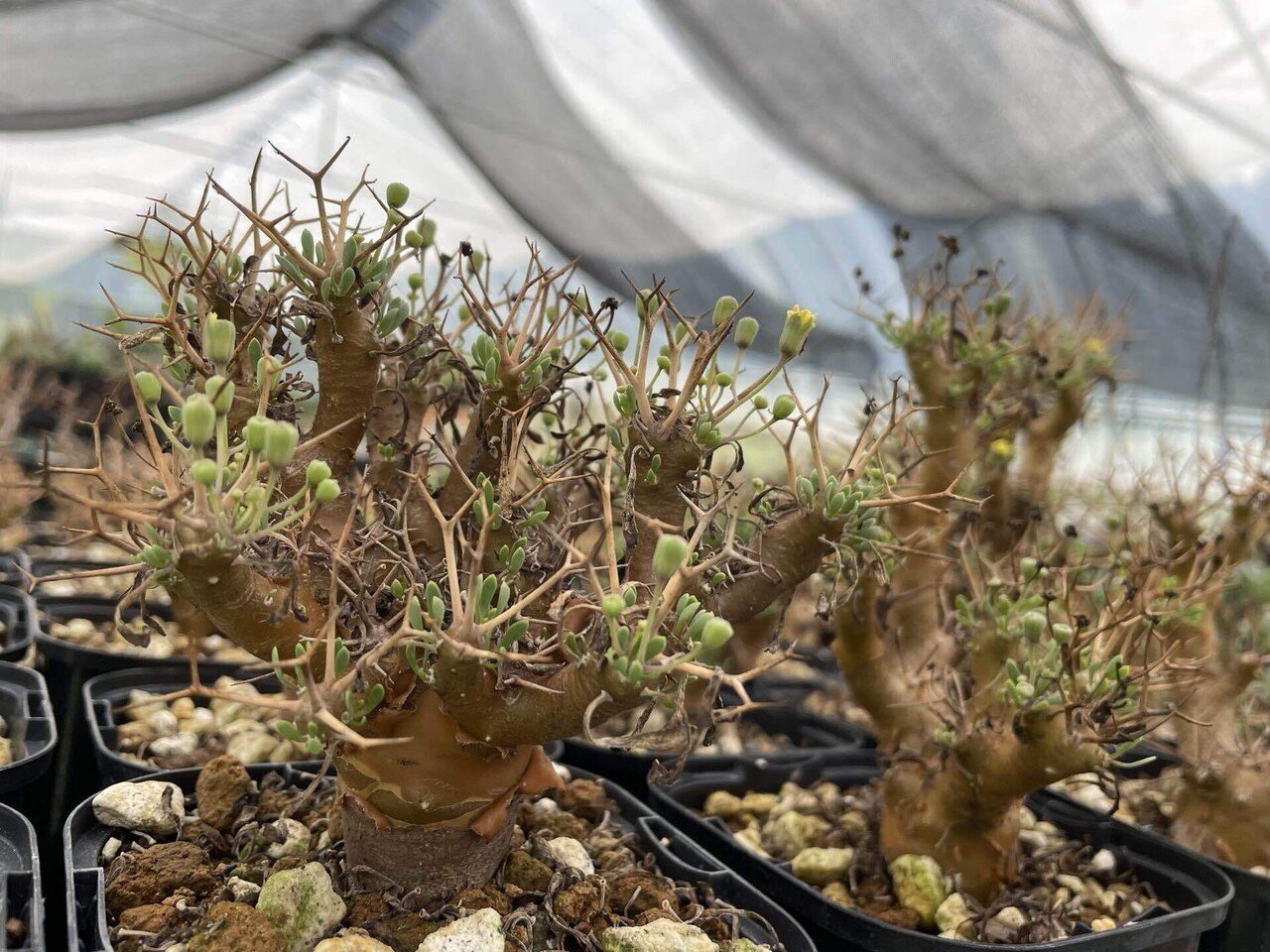 オントナ　アルブスクラ　灌木　塊根植物　冬型　現地球 オントナ アルブスクラ 灌木 塊根植物 冬型 現地球 オントナ