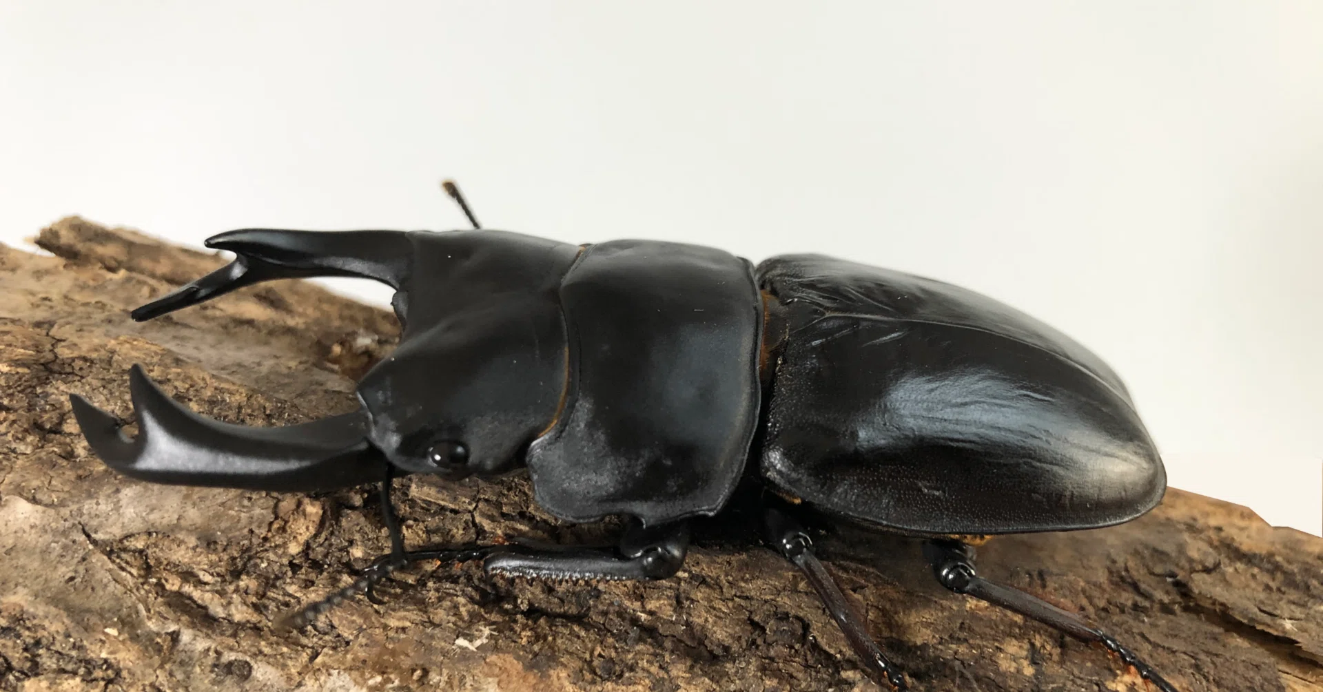 ぼくんちのクワガタ｜死んだクワガタ・カブトムシの処分｜さとっち先生