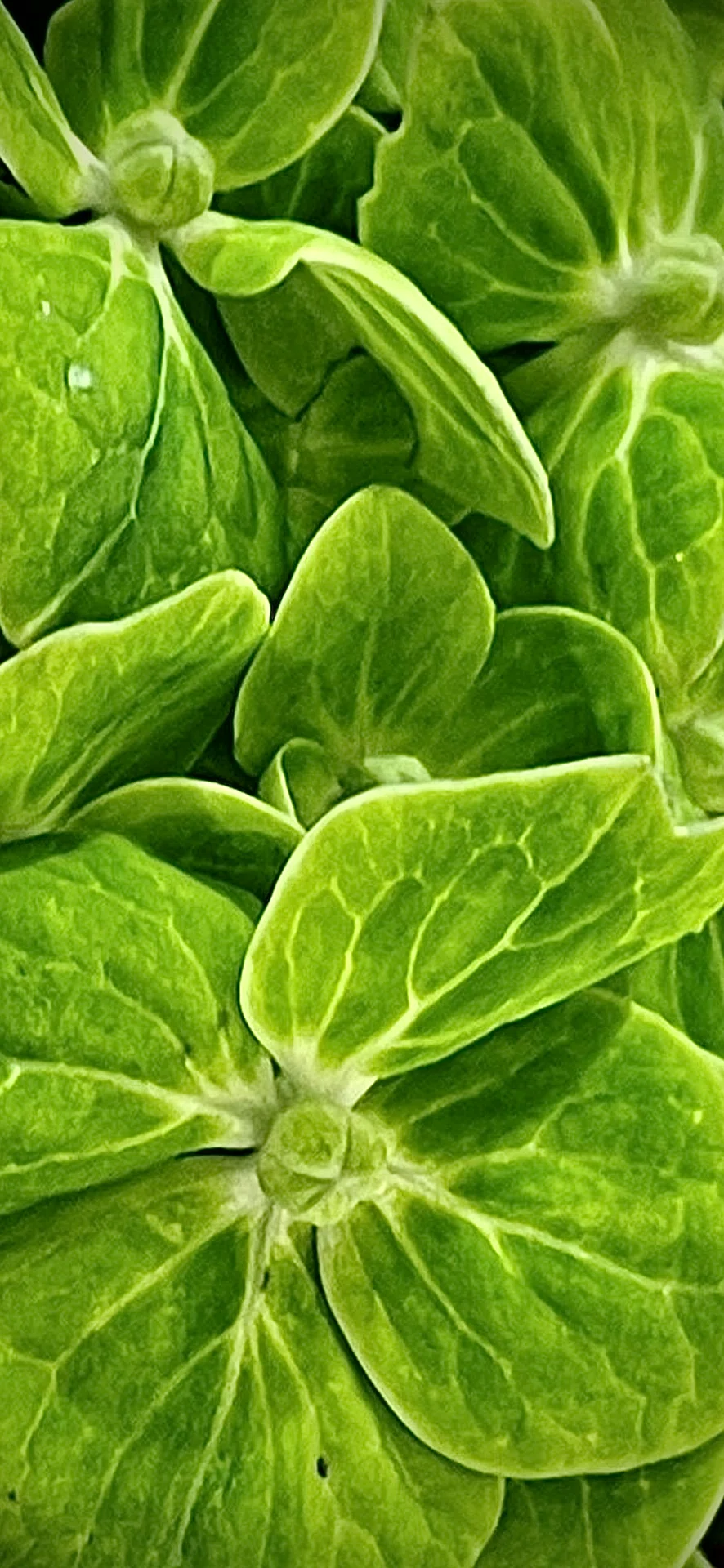 ❁⃘*.゜柏葉紫陽花 エメラルドグリーン 染め 固まる