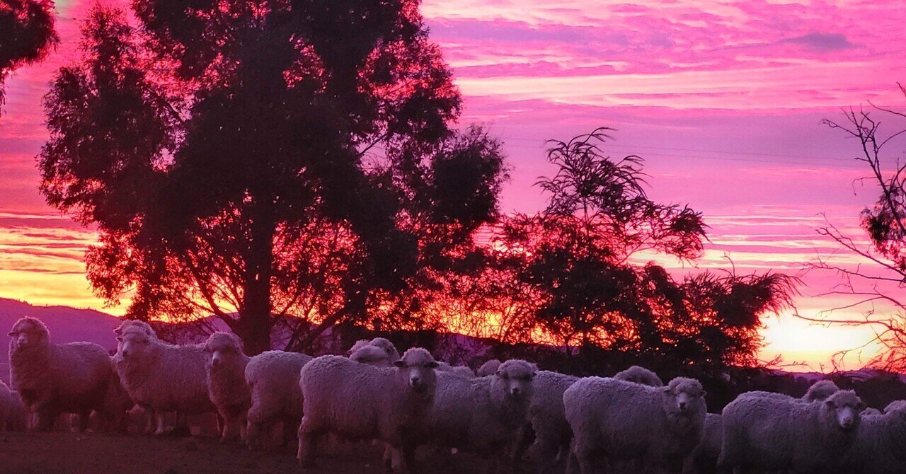 羊、そのもの。タラヌイ牧場より。｜パラスパレス pal'laspalace