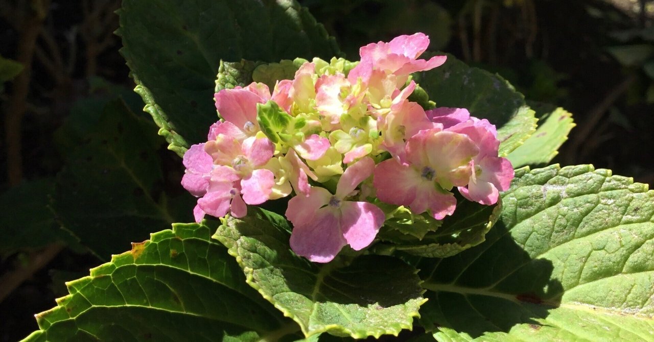 9月の紫陽花｜Chappy