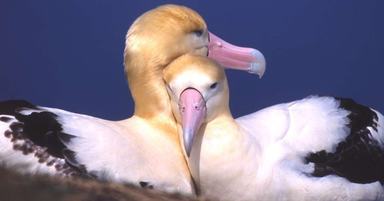 第219回 仲睦まじい野鳥たち 翆野 大地 Note