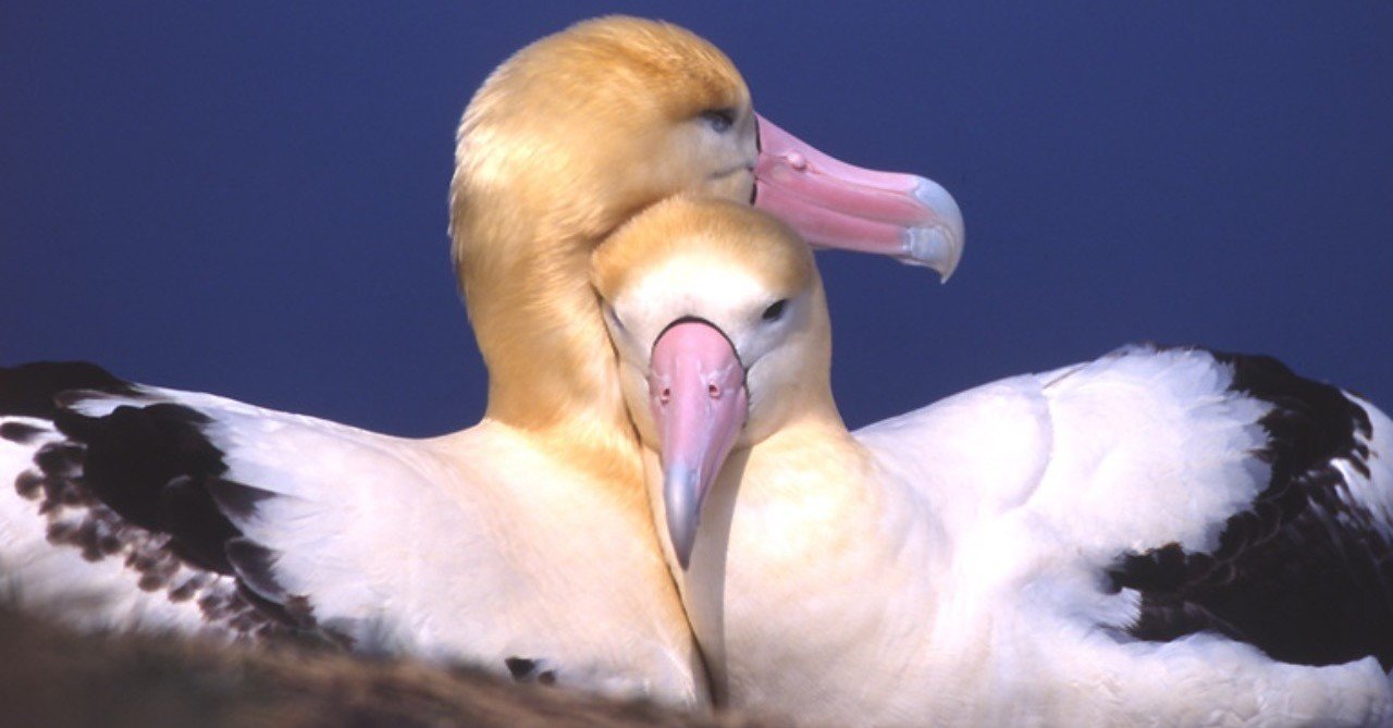 第219回 仲睦まじい野鳥たち 翆野 大地 Note