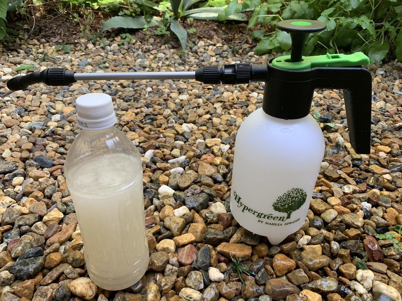 消毒と箇所の剪定 平屋私庭日記 18 ライツ社 消毒と箇所の剪定 平屋私庭日記 18 ライツ社