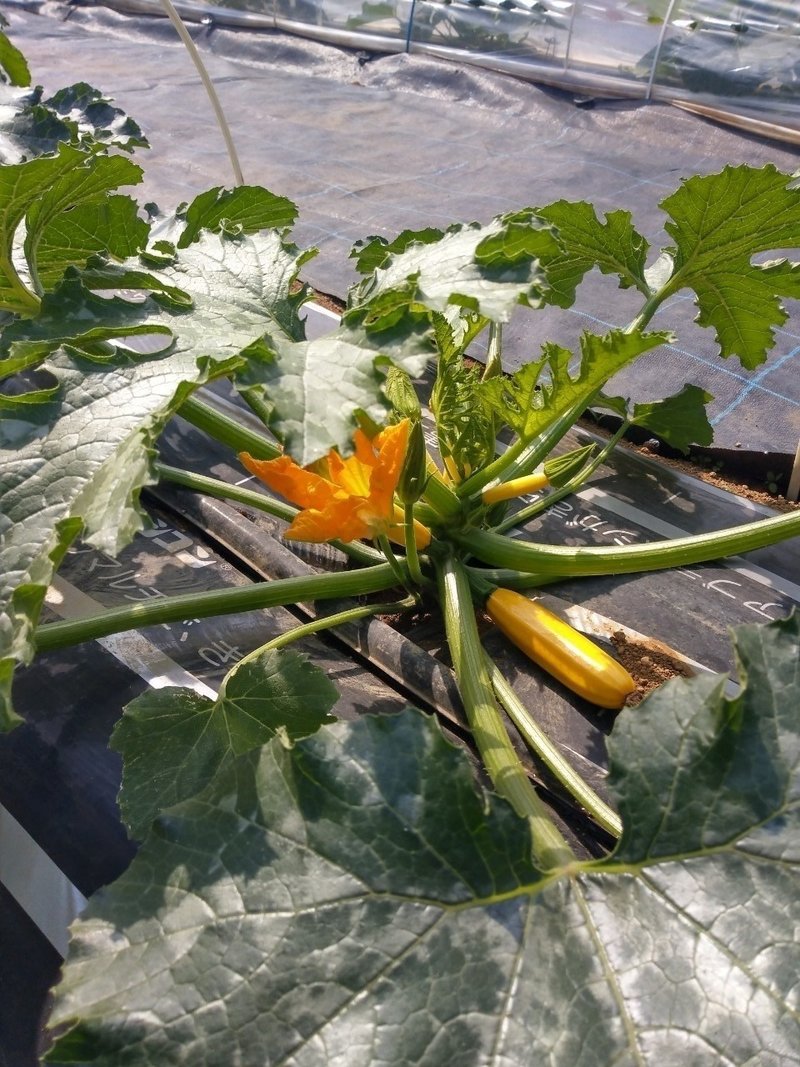 農 サツマイモの植え付け 芽かき ひきはるな Note 農 サツマイモの植え付け 芽かき ひきはるな Note