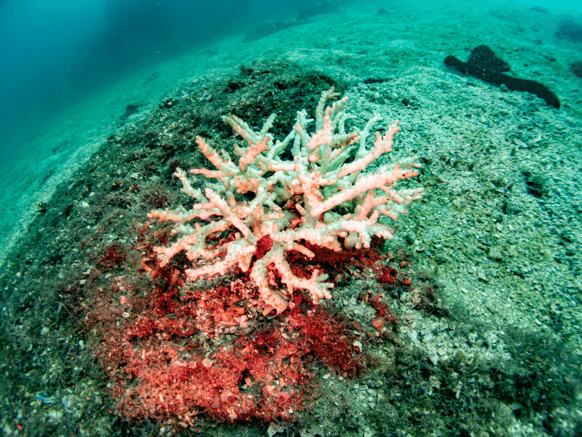 2023年長崎のサンゴ状況｜長崎ダイビングショップ ベリーズ