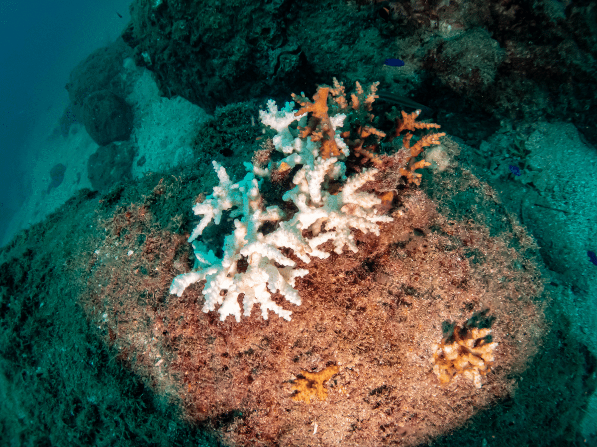 2023年長崎のサンゴ状況｜長崎ダイビングショップ ベリーズ