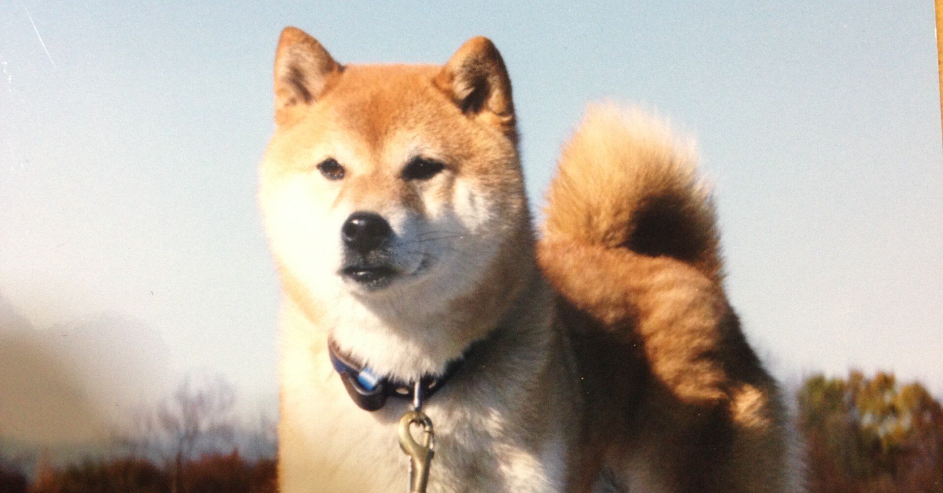 柴犬の話 天然記念物の犬と過ごした日々｜（花鳥風月）ikesan