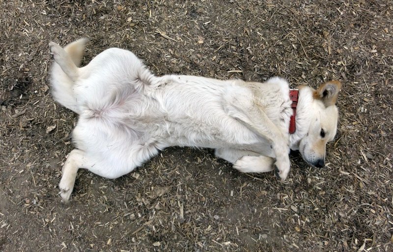 お腹撫でて犬 の新着タグ記事一覧 Note つくる つながる とどける お腹撫でて犬 の新着タグ記事一覧 Note つくる つながる とどける