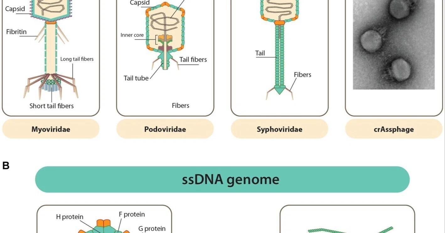 ヒト腸内細菌の組成と多様性の形成におけるバクテリオファージの役割 