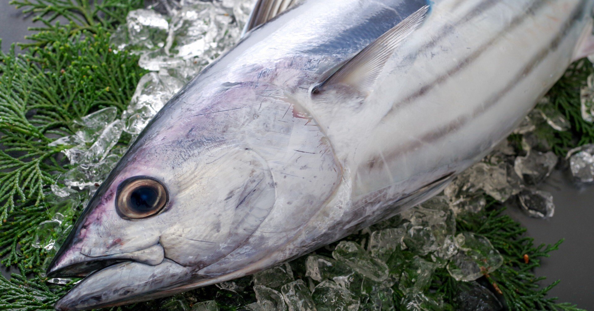 魚 ＋ 堅 ＝ 鰹（カツオ）｜漬け丼社長