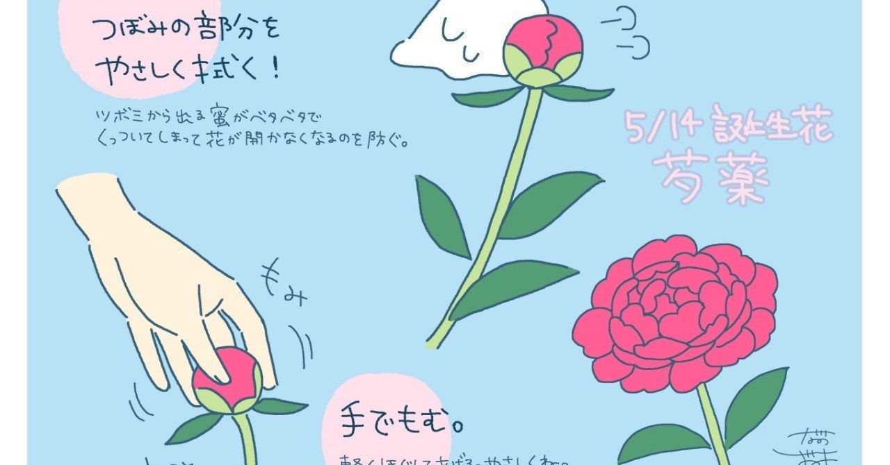 切り花のシャクヤクを咲かせるコツ しおみ なおこ イラストレーター Note