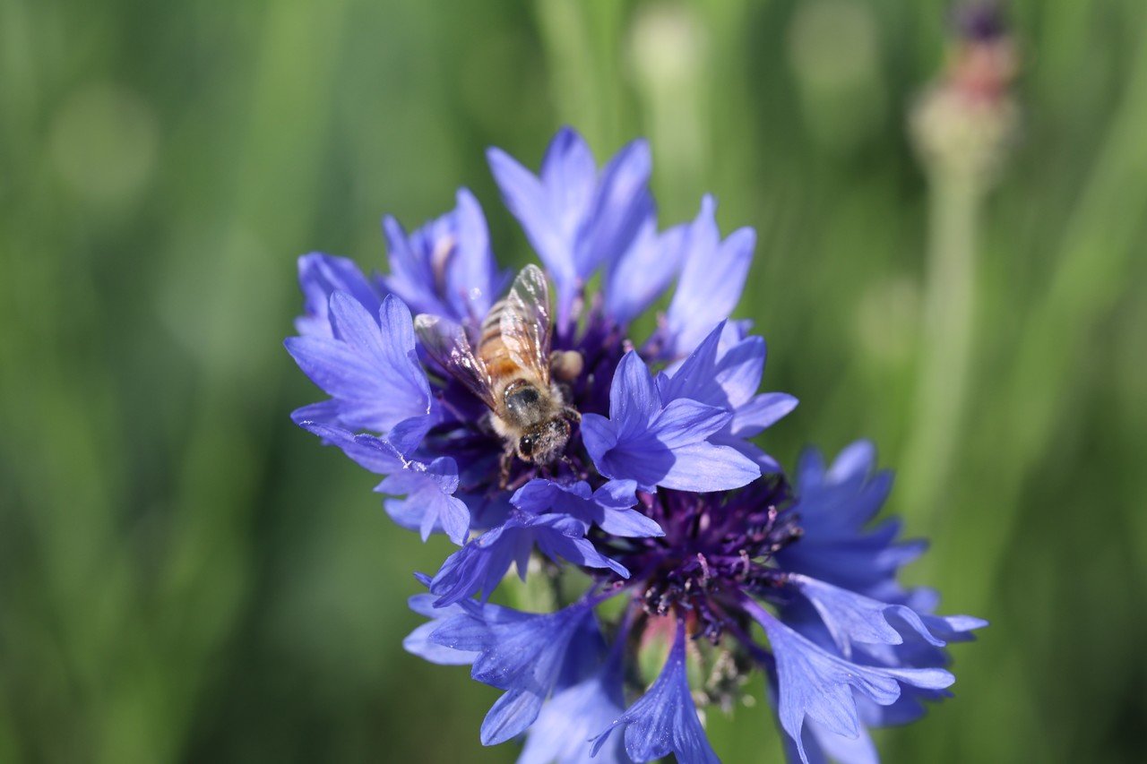 実家の庭の花と虫たち 六つ丁子 Note 実家の庭の花と虫たち 六つ丁子 Note