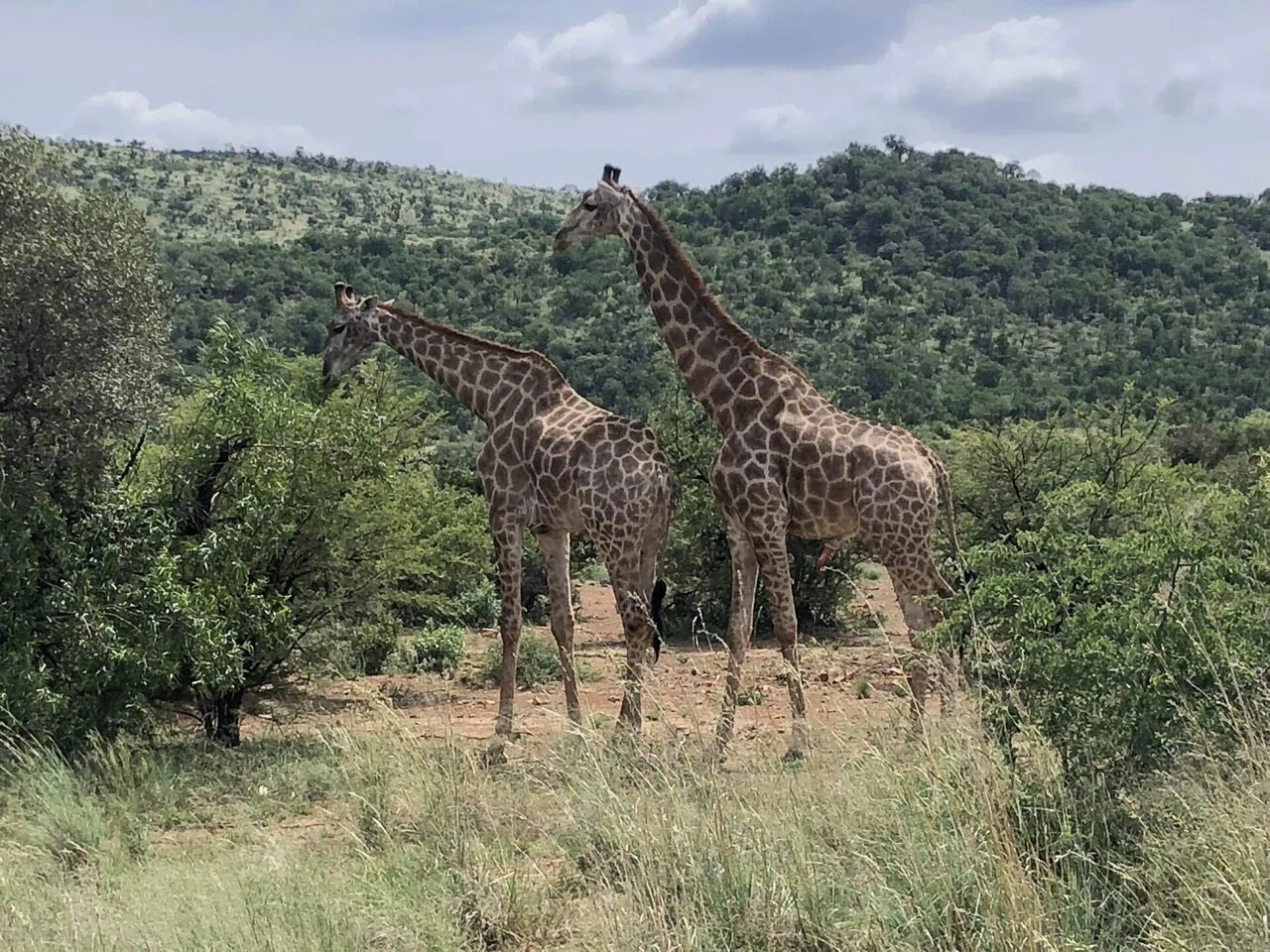 南アフリカのピラネスバーグで忘れられないラグジュアリーなサファリ